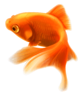 a pretty goldfish 